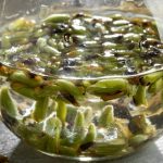 Phytothérapie chien : comment bien choisir un complément qui tient ses promesses