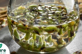 Phytothérapie chien : comment bien choisir un complément qui tient ses promesses