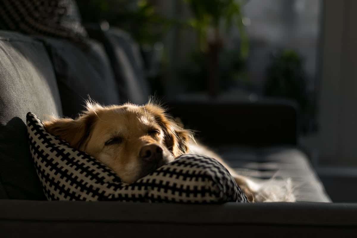 chien alimentation