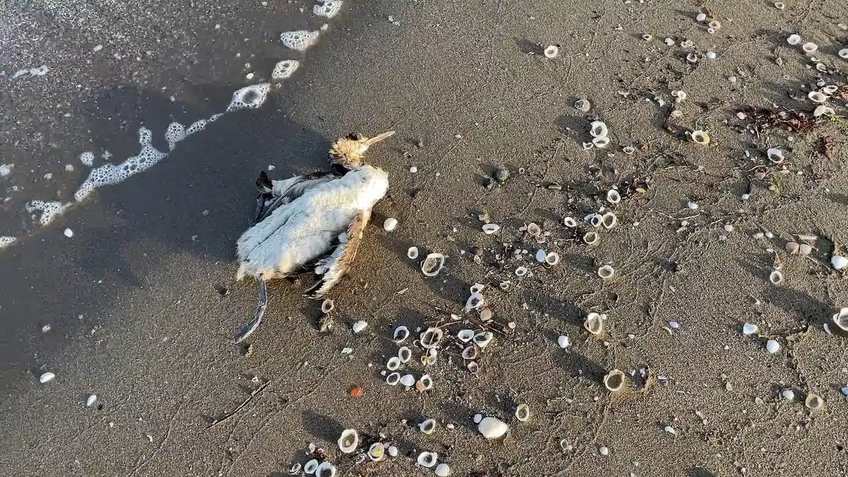 pollution animale