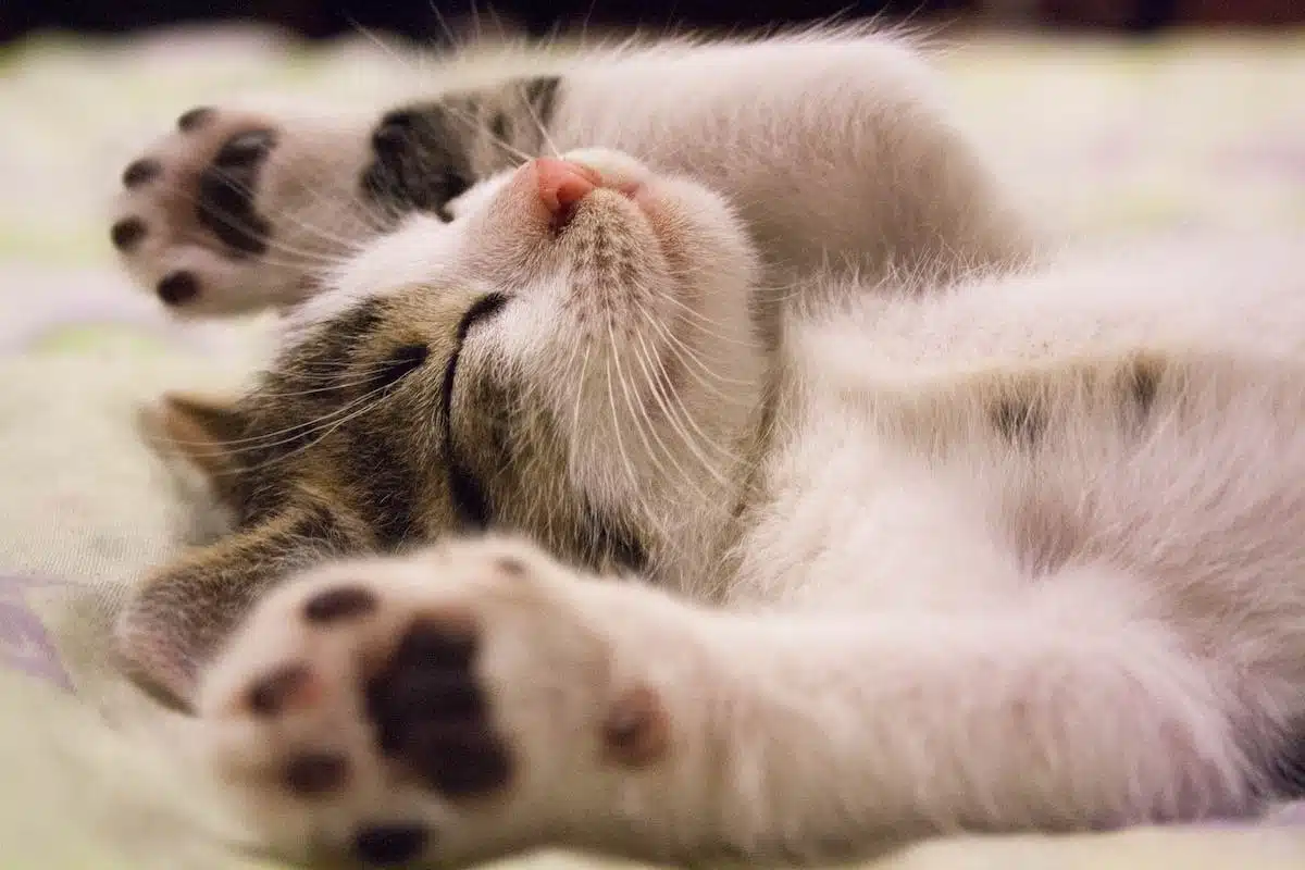 enfant chat