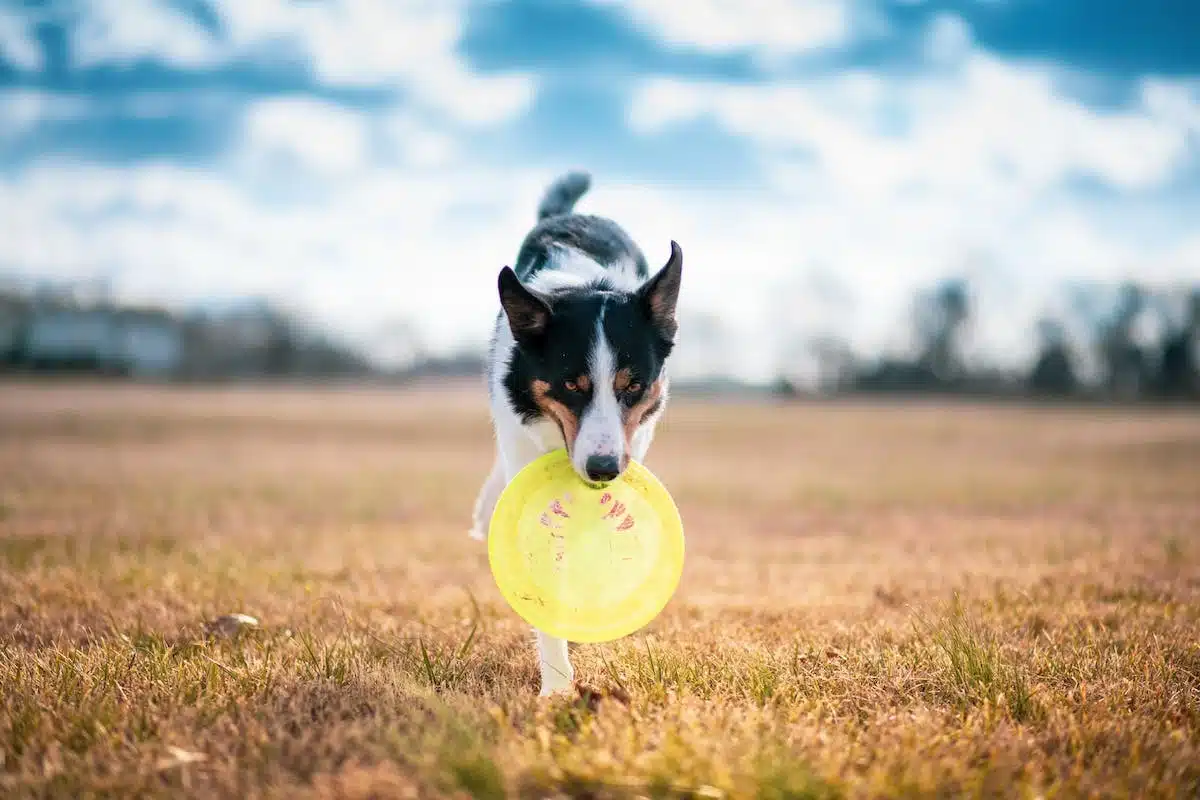 chiens  jeux