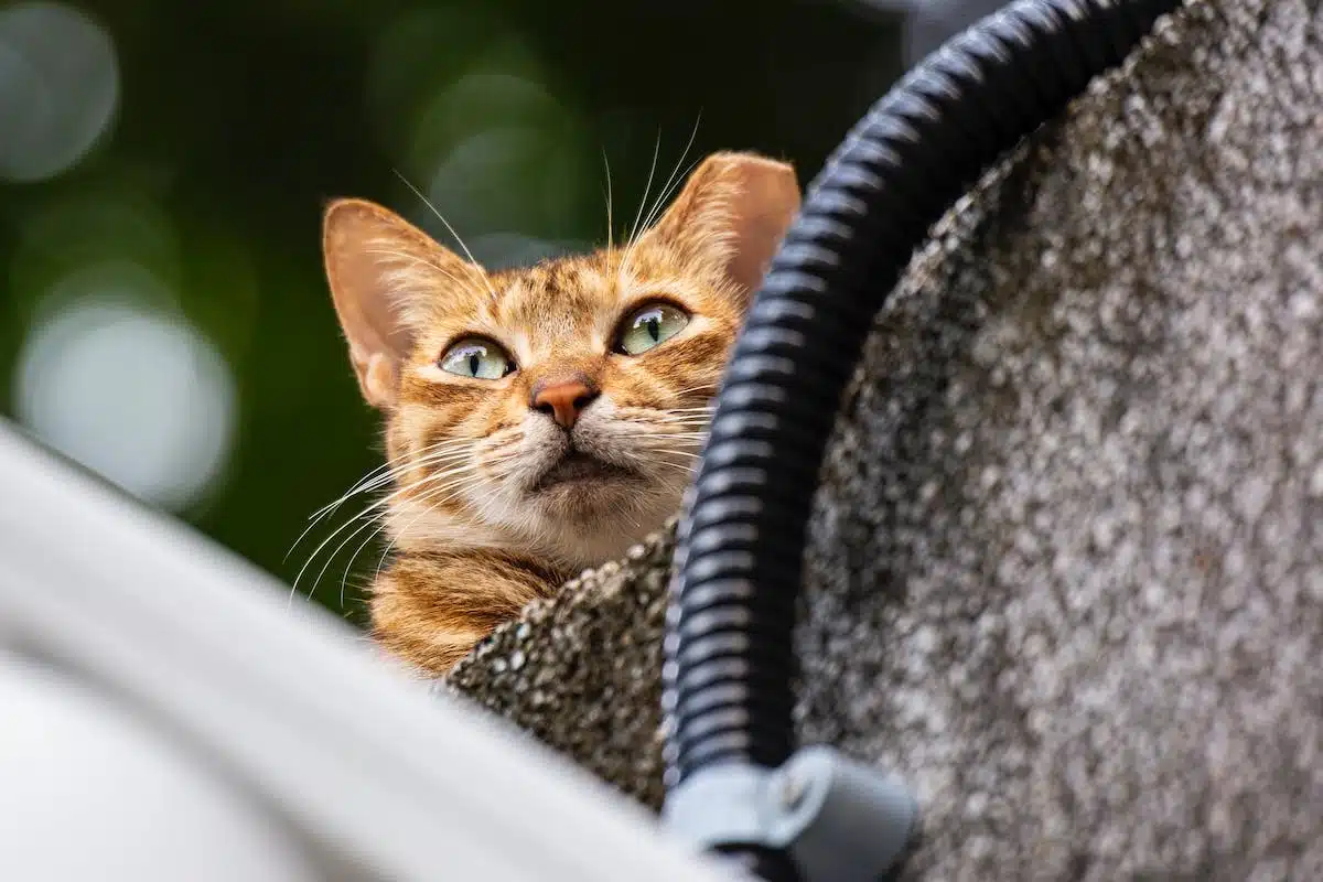 chat voyage