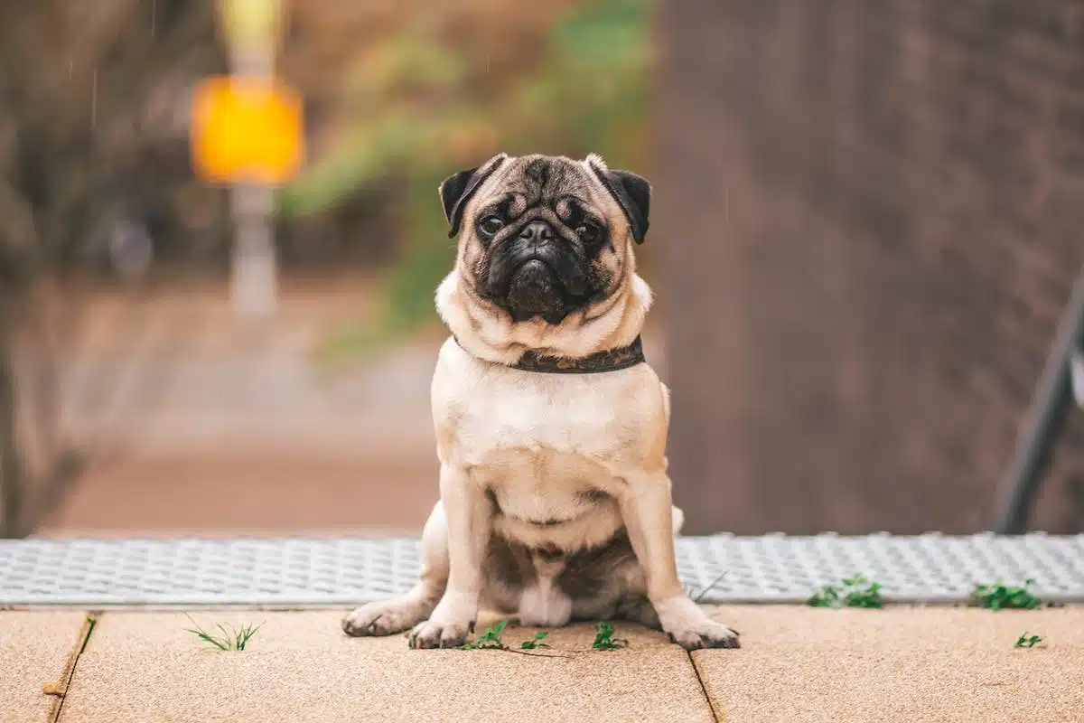 chien arthrose