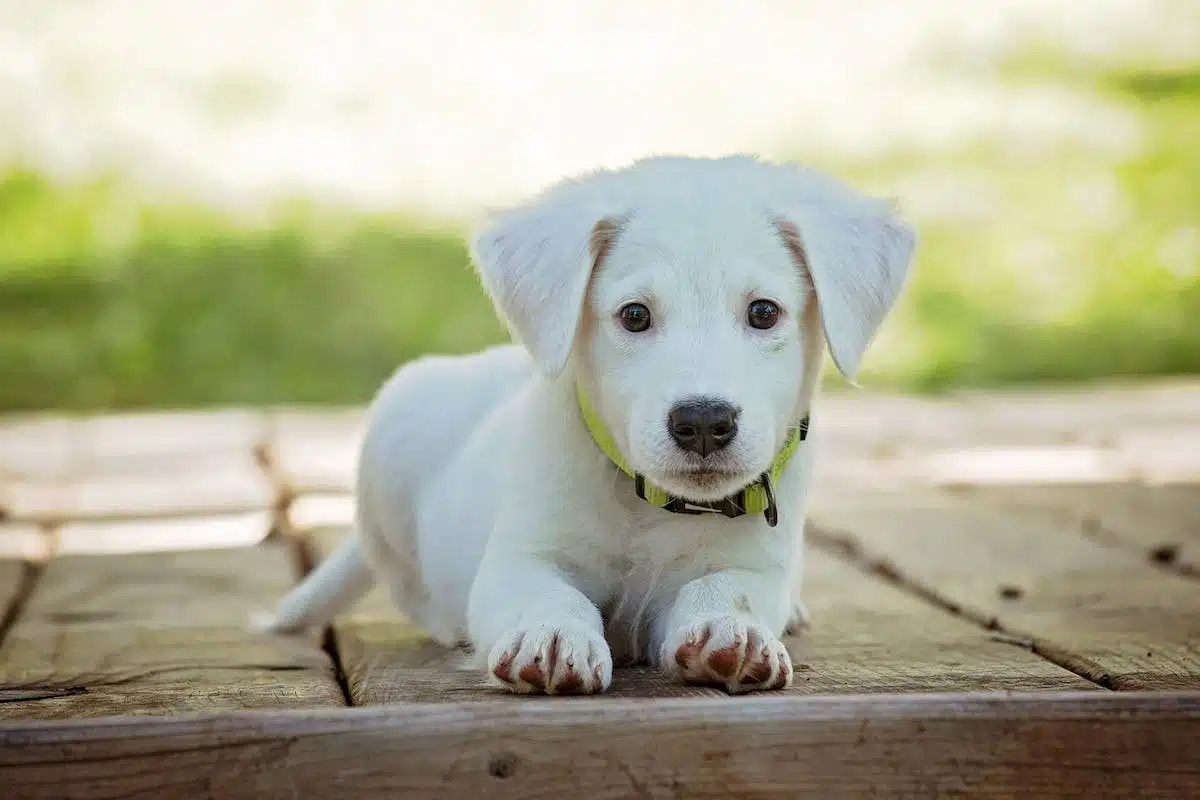 jeune chien