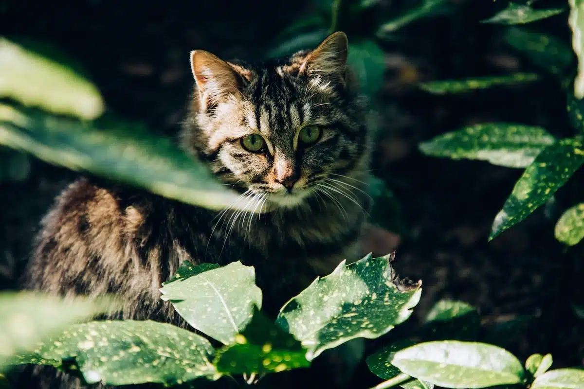 chat  plantes