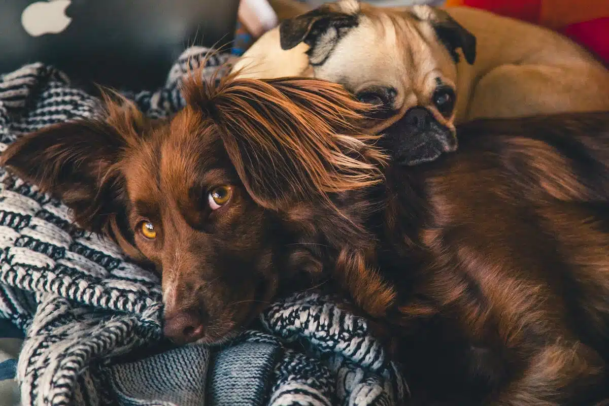 chien  stérilisation