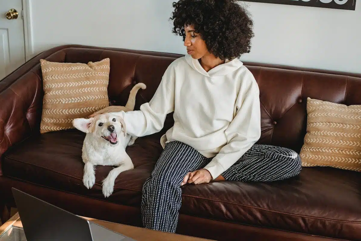 chien  mobilier