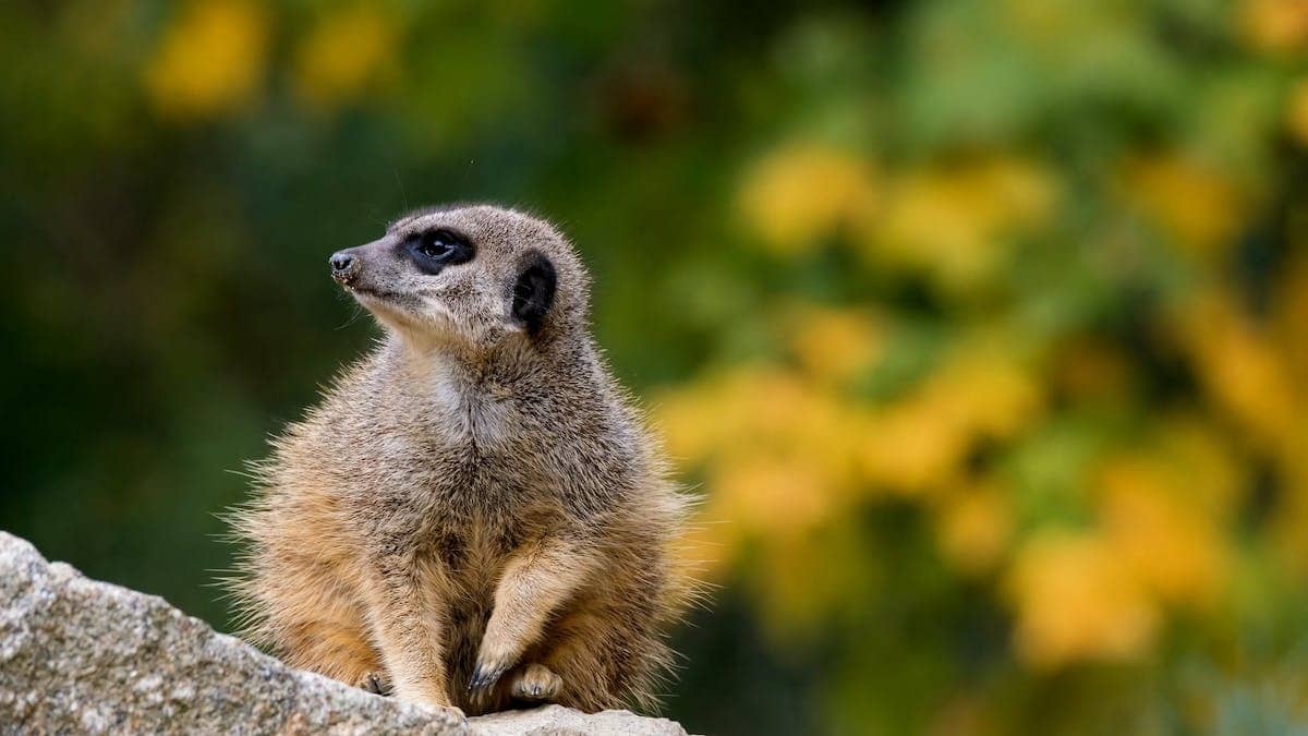 animaux curieux