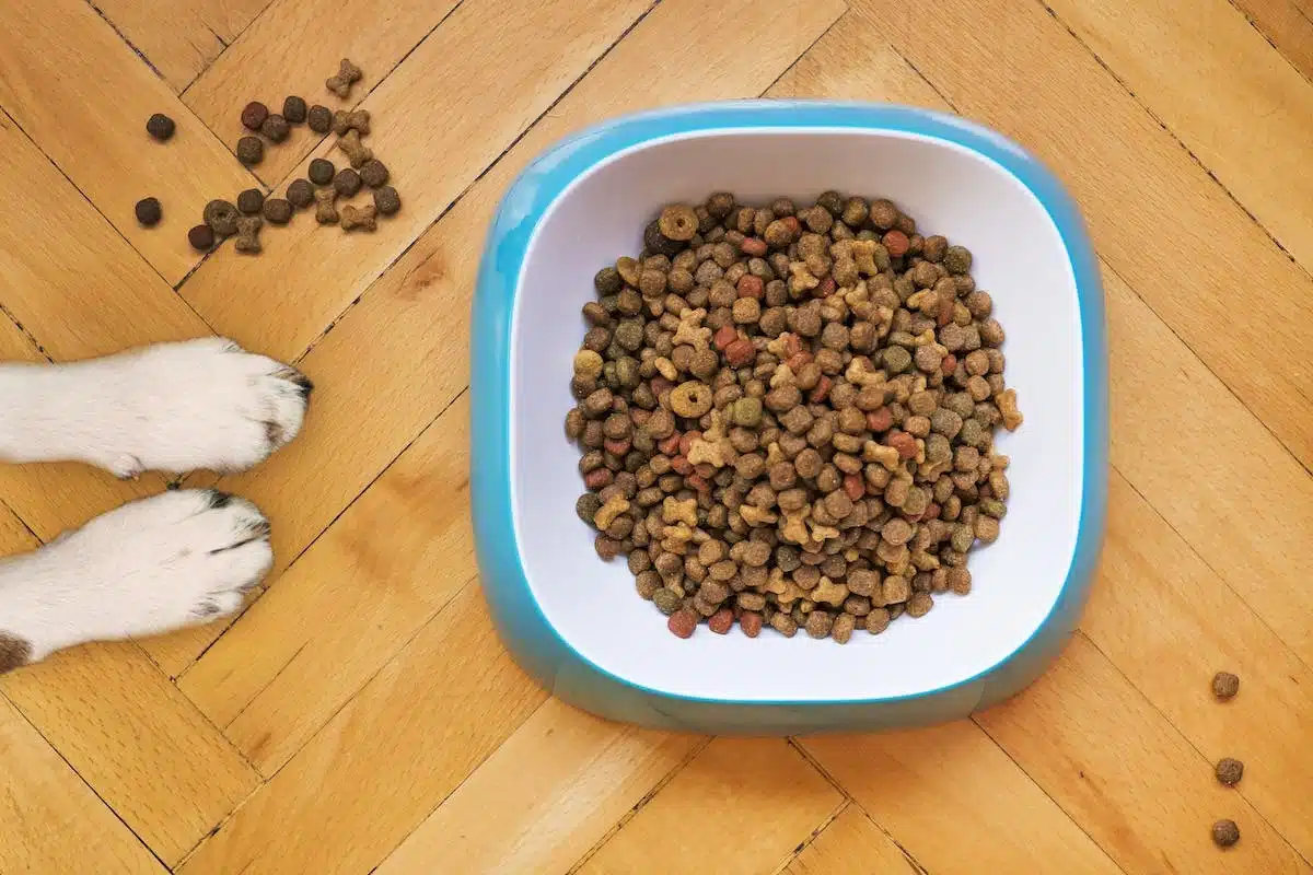 chien  croquettes