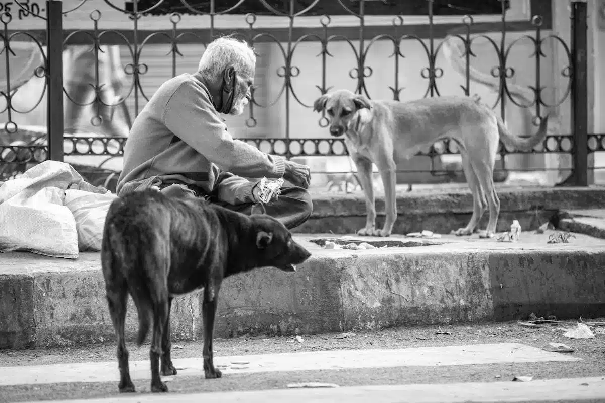 animaux  santé