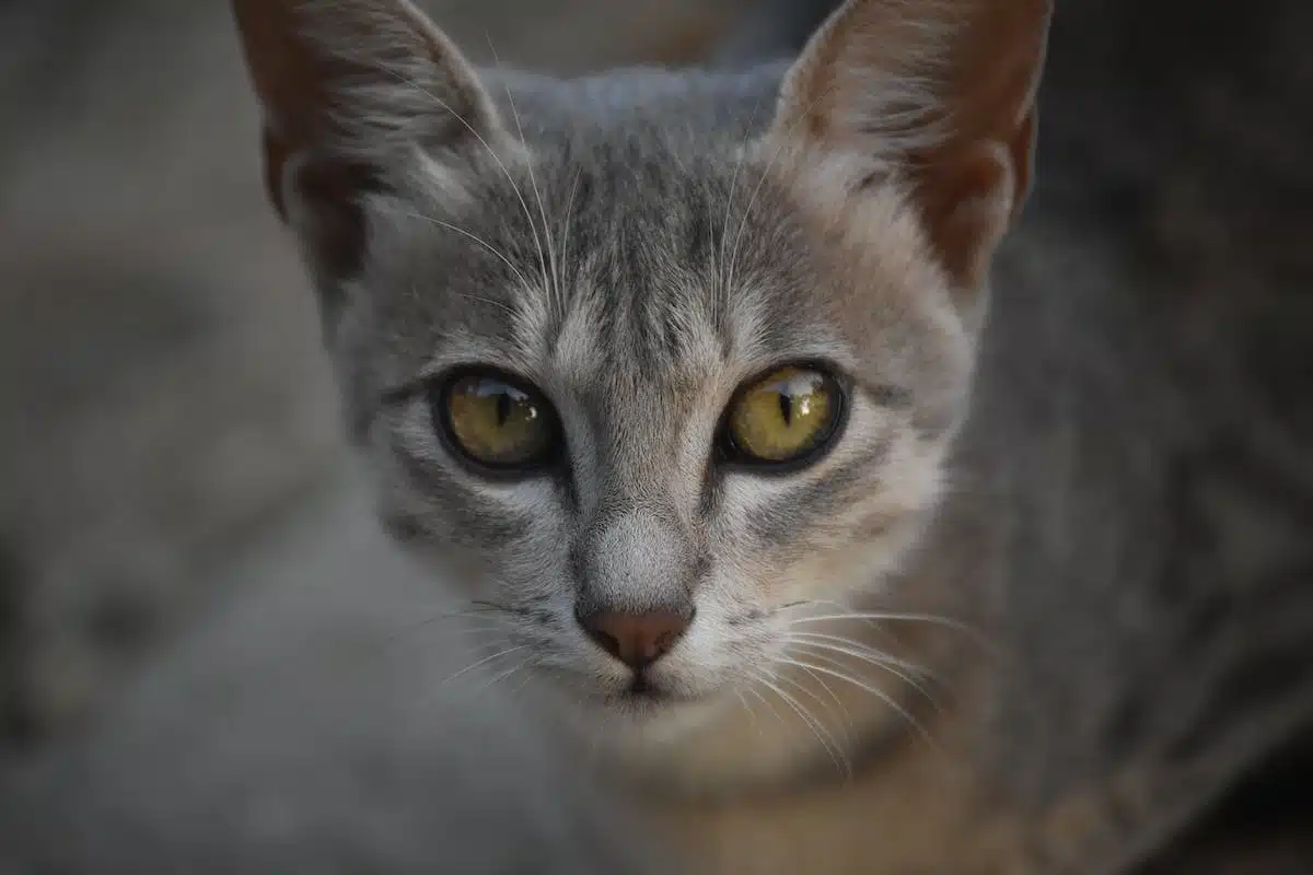 chats  intégration