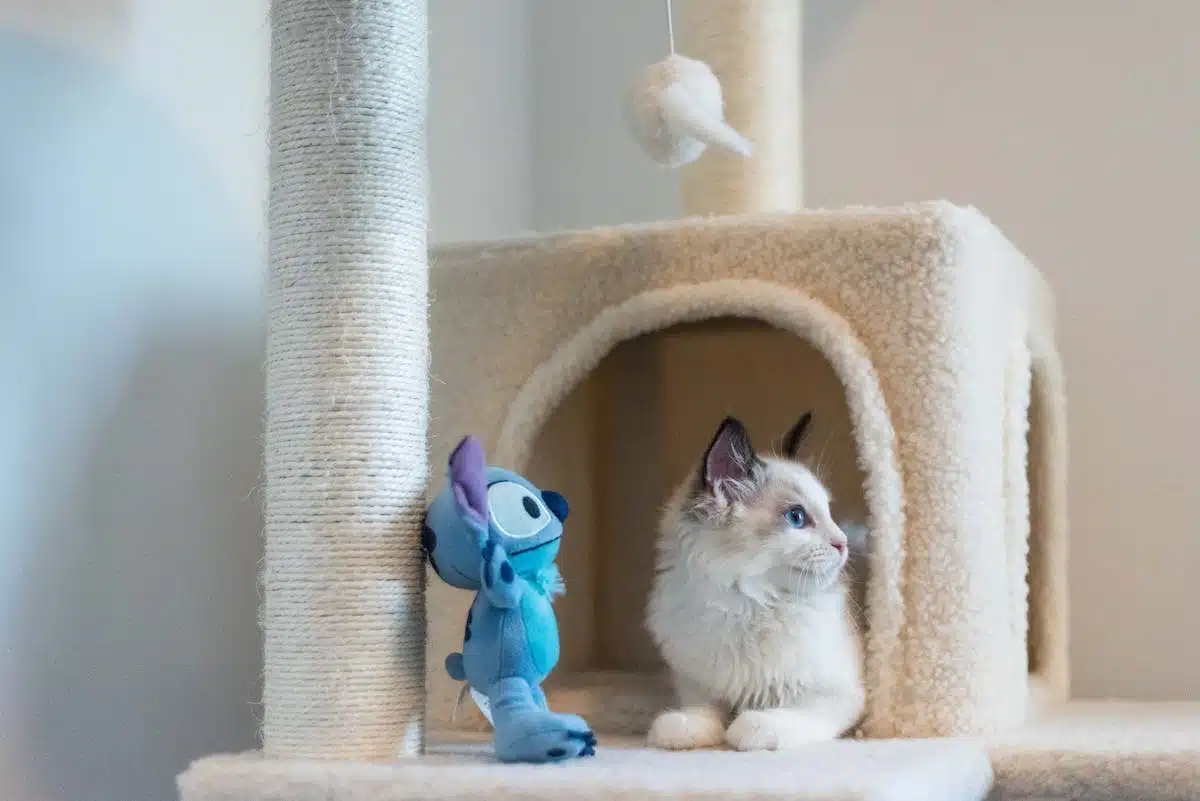 chat  griffoir