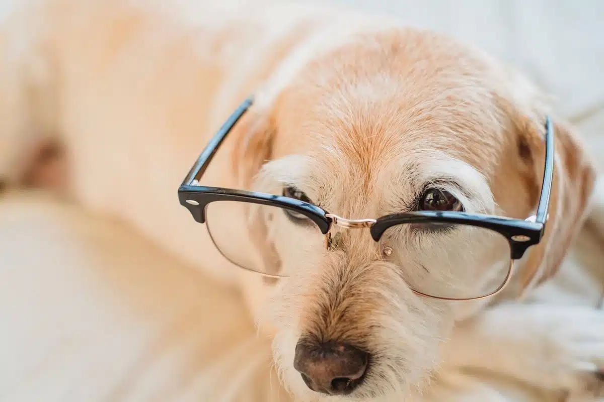 accessoires chien