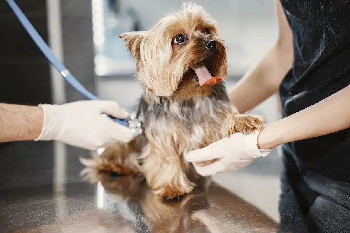 chien  santé