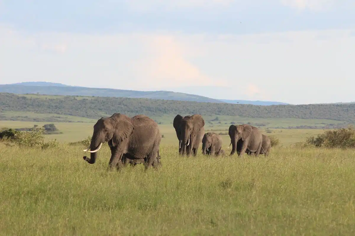 conservation animale