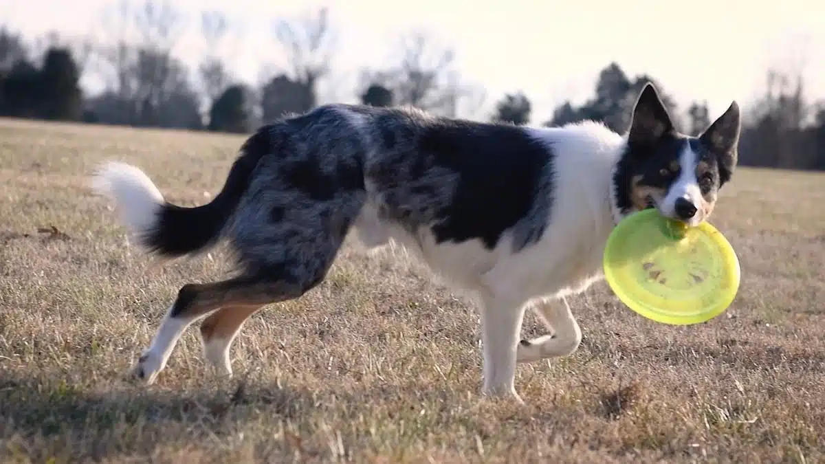 sports canins