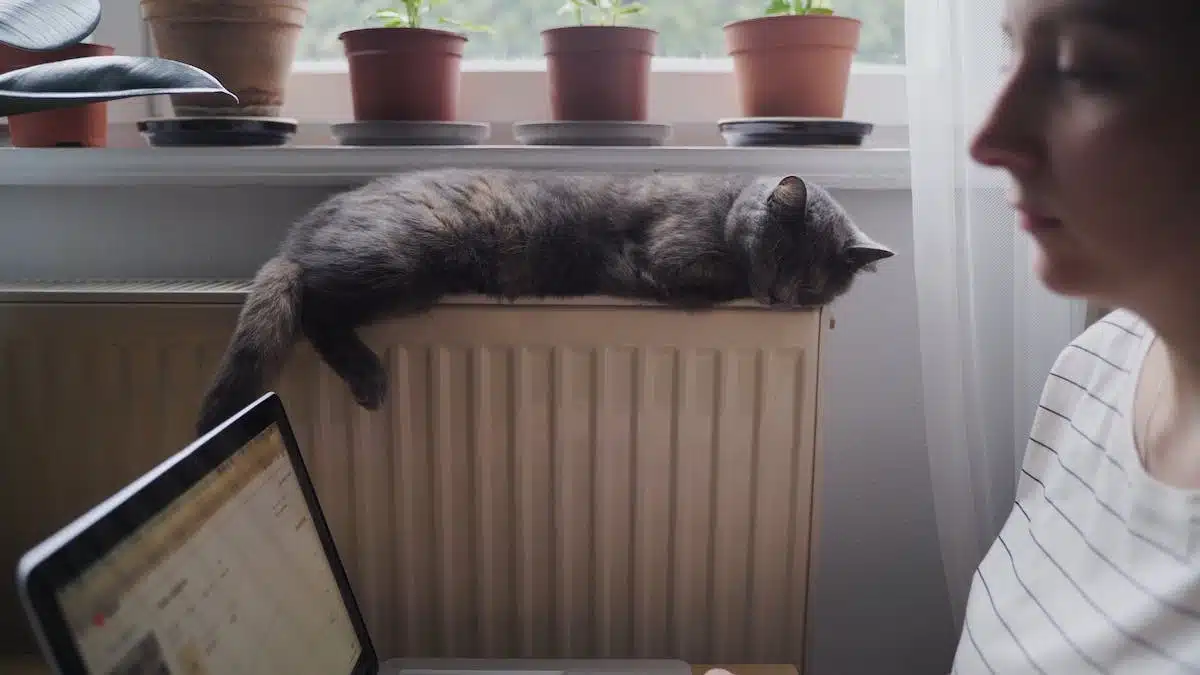 chat intelligent