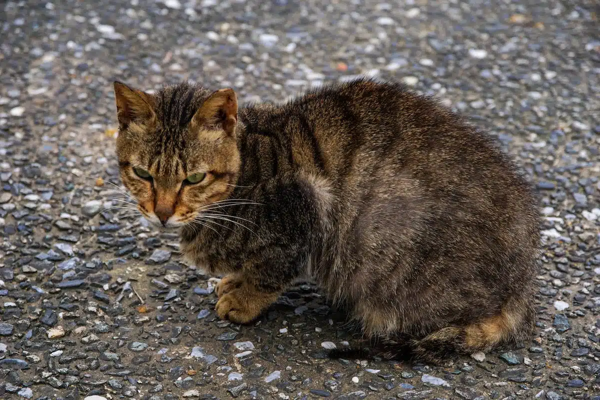 animal stressé
