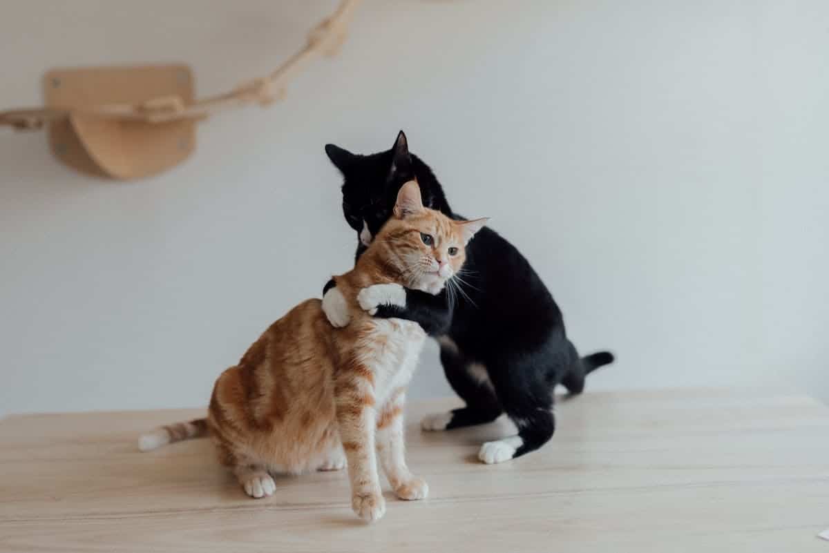 chat  exercice