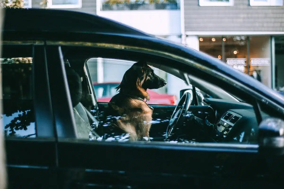 chien  épanouissement