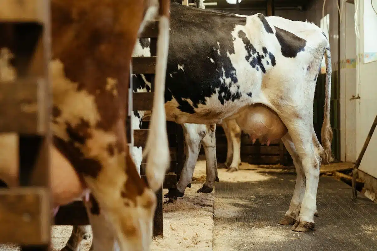 animal exploitation