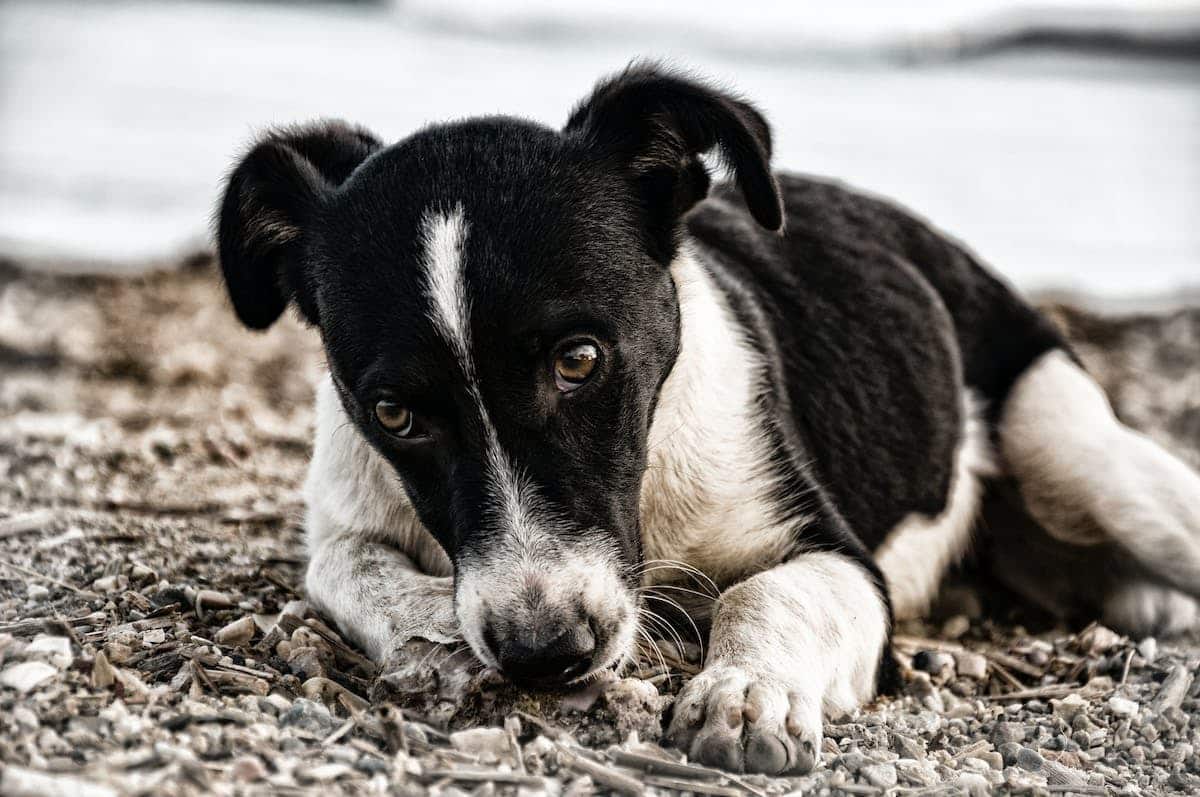 animal anxieux