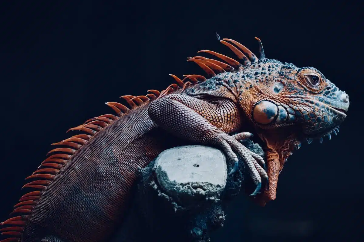 animaux exotiques