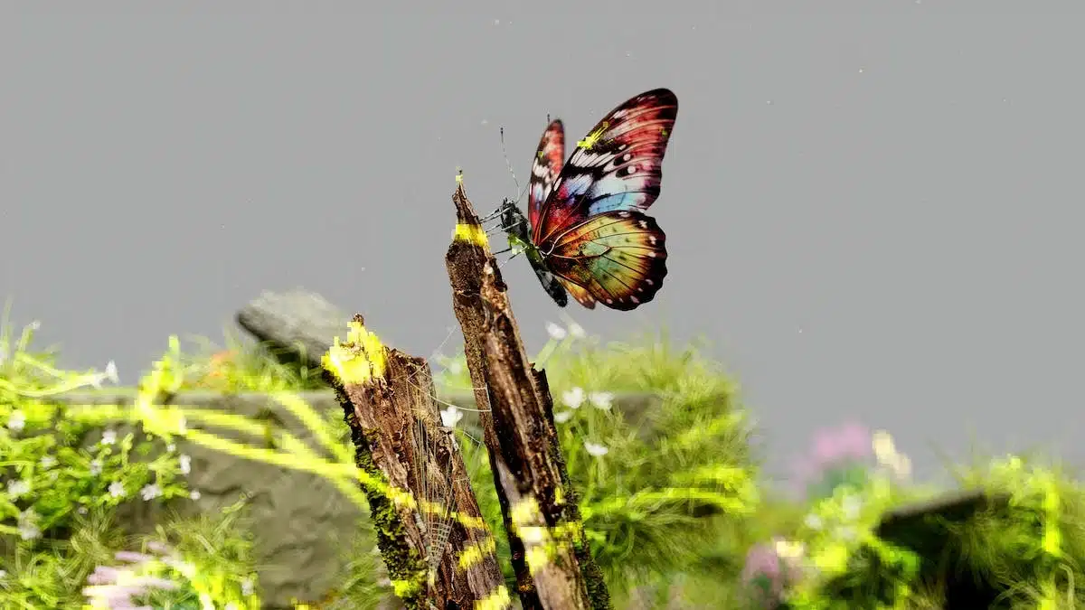 animaux  biodiversité