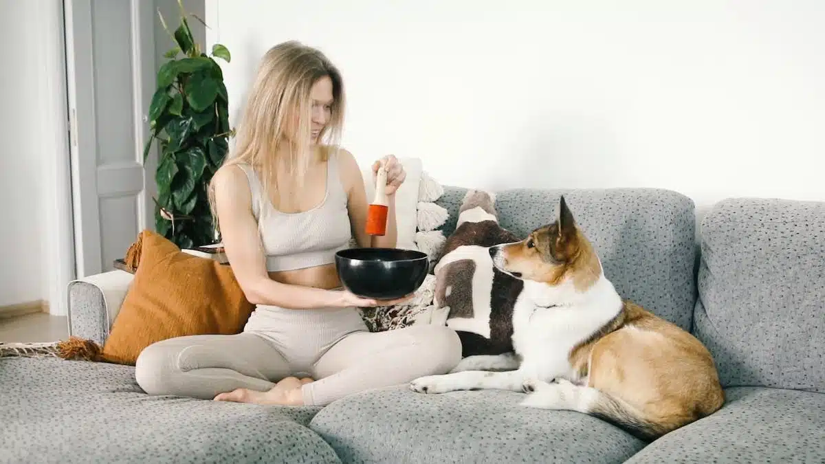 méditation  animaux