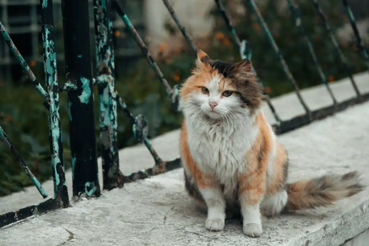 chat extérieur