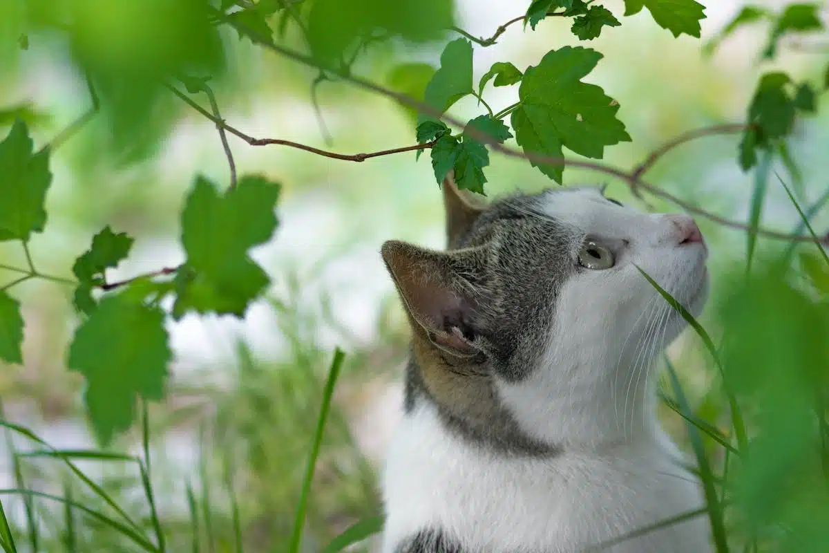 chat  comportement