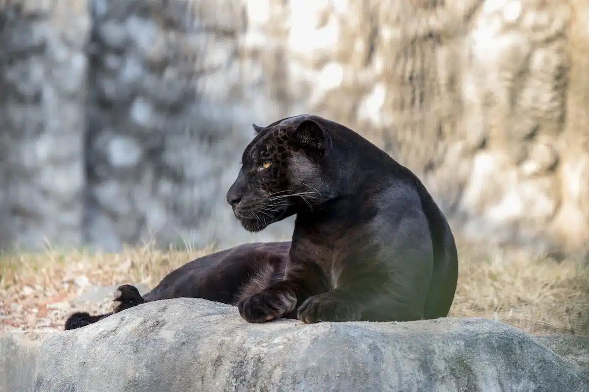 animaux toxiques