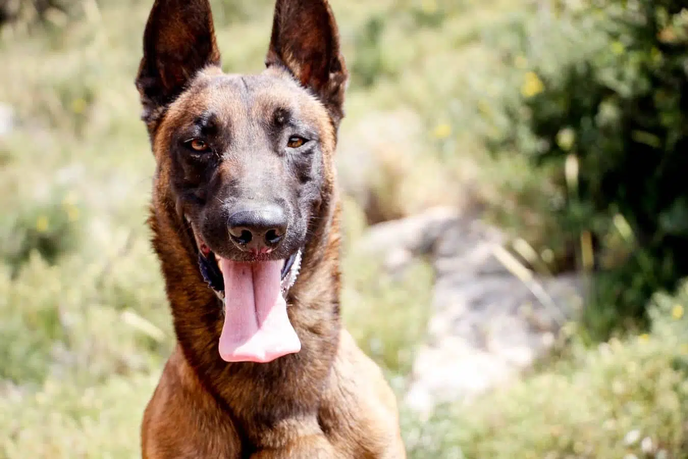 Chien le plus protecteur