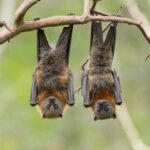 Interprétation mystique la chauve-souris dans la maison et sa signification
