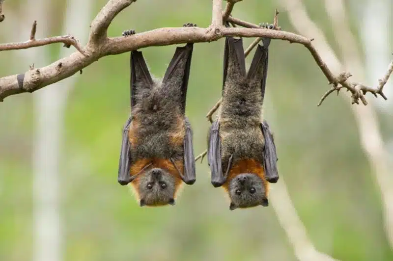 Interprétation mystique la chauve-souris dans la maison et sa signification