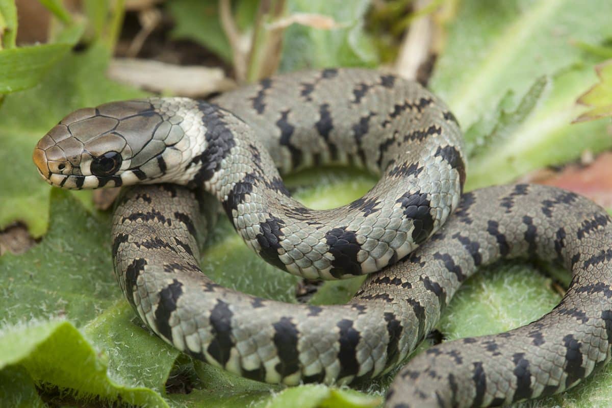 La couleuvre à collier : tout savoir sur son habitat et son alimentation