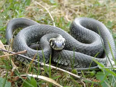 La couleuvre à collier : tout savoir sur son habitat et son alimentation