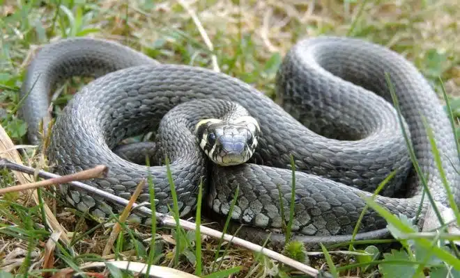 La couleuvre à collier : tout savoir sur son habitat et son alimentation