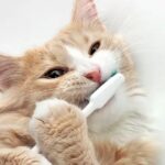 La santé dentaire des chats conseils pour éviter les problèmes dentaires