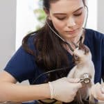 Les avantages des services d'urgences vétérinaires à domicile