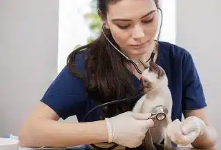 Les avantages des services d'urgences vétérinaires à domicile