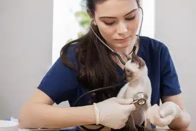 Les avantages des services d'urgences vétérinaires à domicile