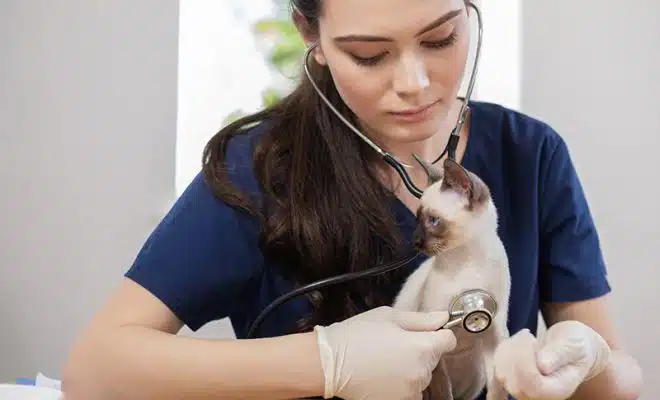Les avantages des services d'urgences vétérinaires à domicile