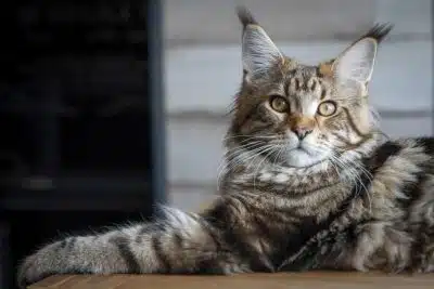 maine Coon