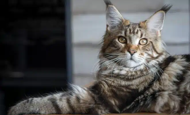 maine Coon