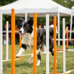 Border Collie poil ras en pleine course d'agility sur un terrain de compétition extérieur, entre des poteaux orange et blancs