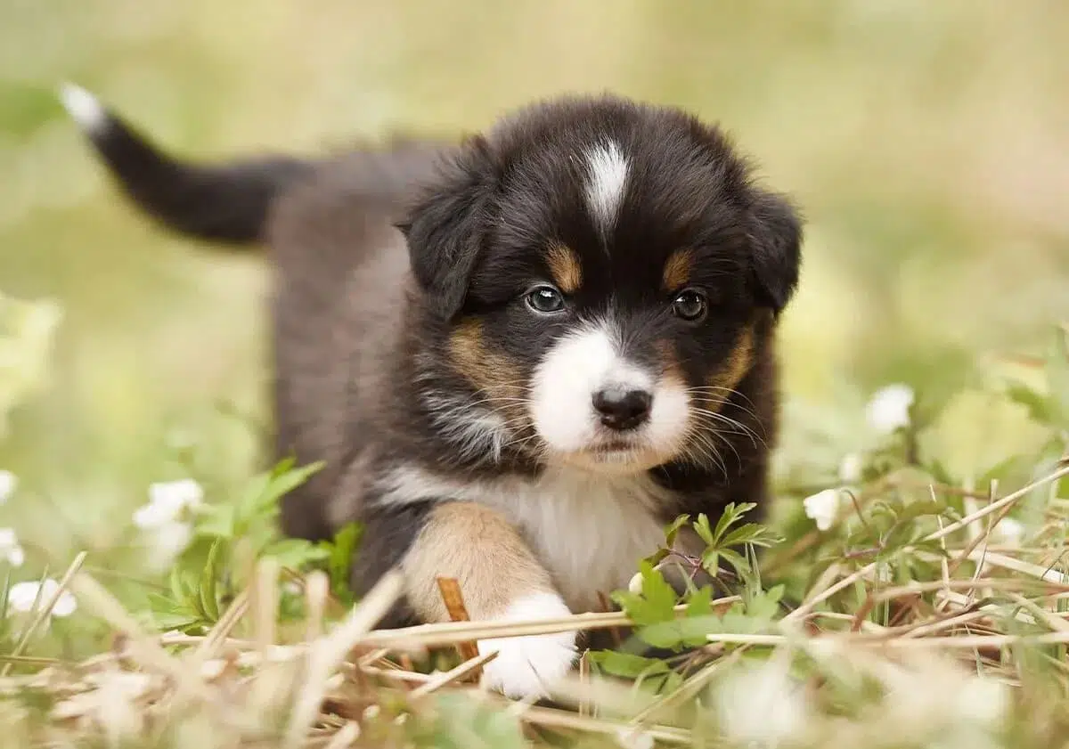 nom adéquat pour un chien en 2020