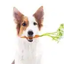 Acheter des légumes pour un chien