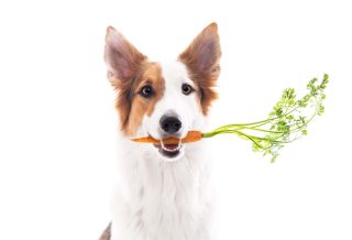 Acheter des légumes pour un chien